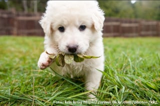 Cassazione: anche il cane mansueto deve essere custodito