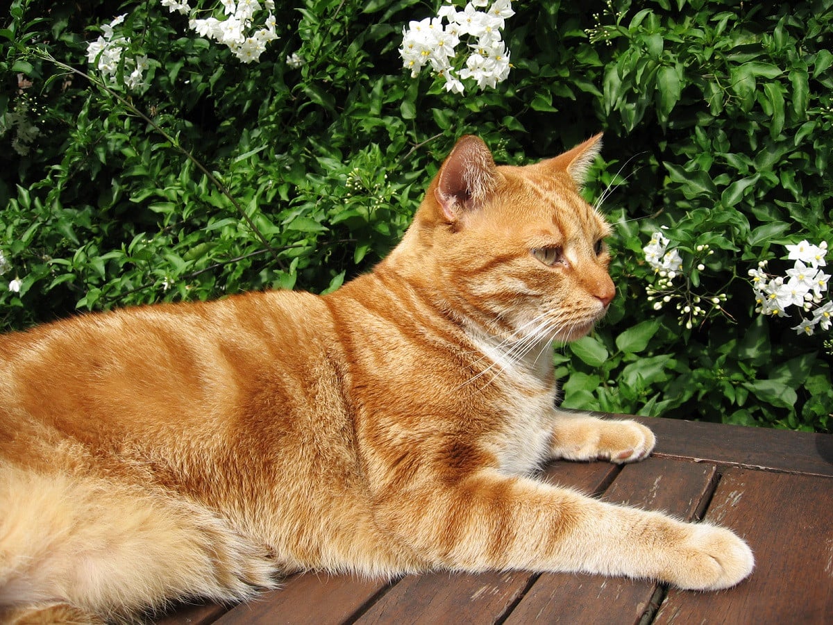 Cimiteri per cani, gatti e altri animali d'affezione: luoghi dove perpetuare il ricordo di amorevoli compagni di vita