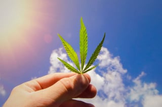 California batte Italia 1 a 0 ma non sulla cannabis legale che in Italia vola