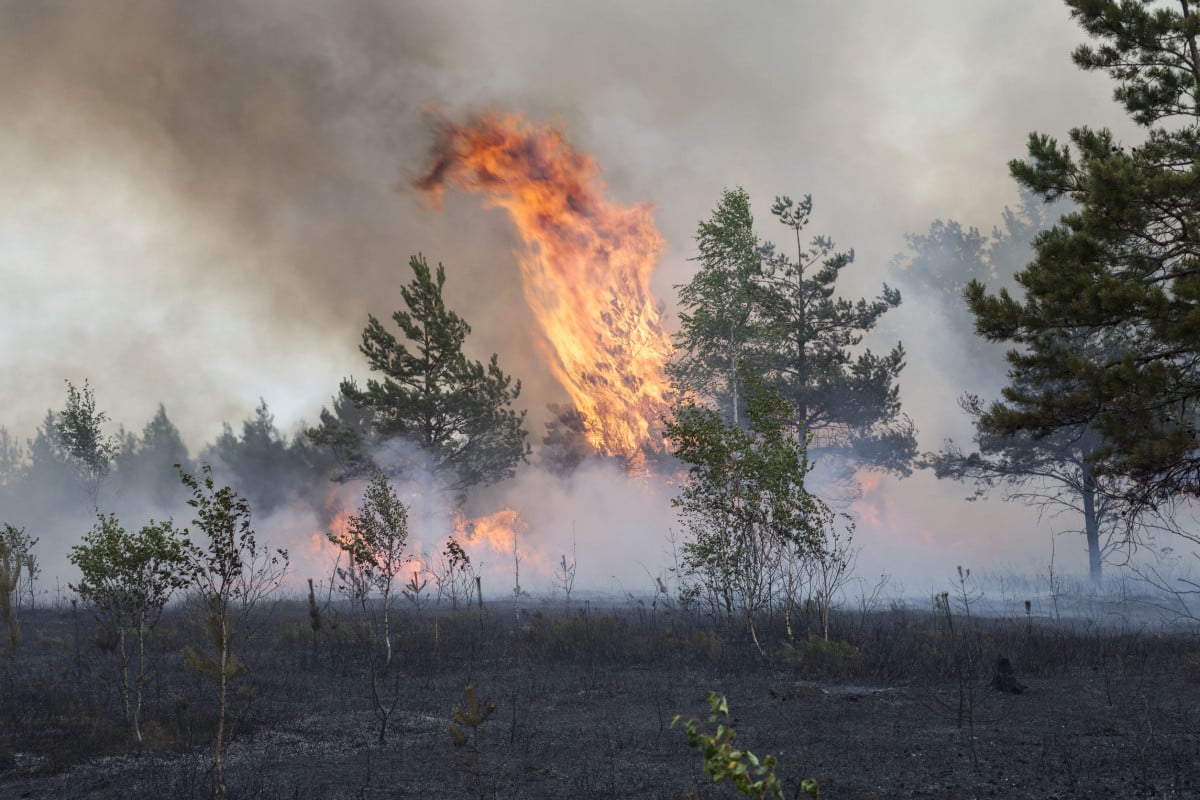 Incendio boschivo: può essere di particolare tenuità