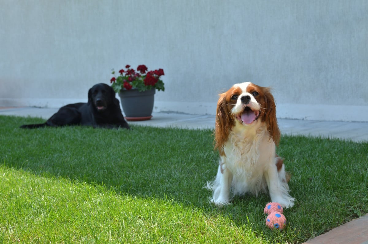 Cane senza guinzaglio nel cortile del condominio: cosa si rischia