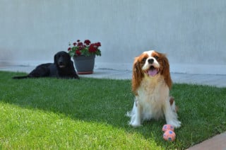 Cane senza guinzaglio nel cortile del condominio: cosa si rischia