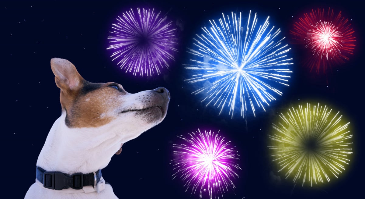 Capodanno: Lav, vietare i botti in tutta Italia