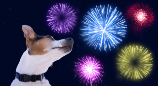 Capodanno: Lav, vietare i botti in tutta Italia