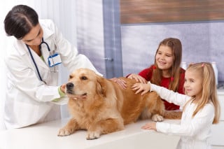 Spese veterinarie: basta lo scontrino per le detrazioni