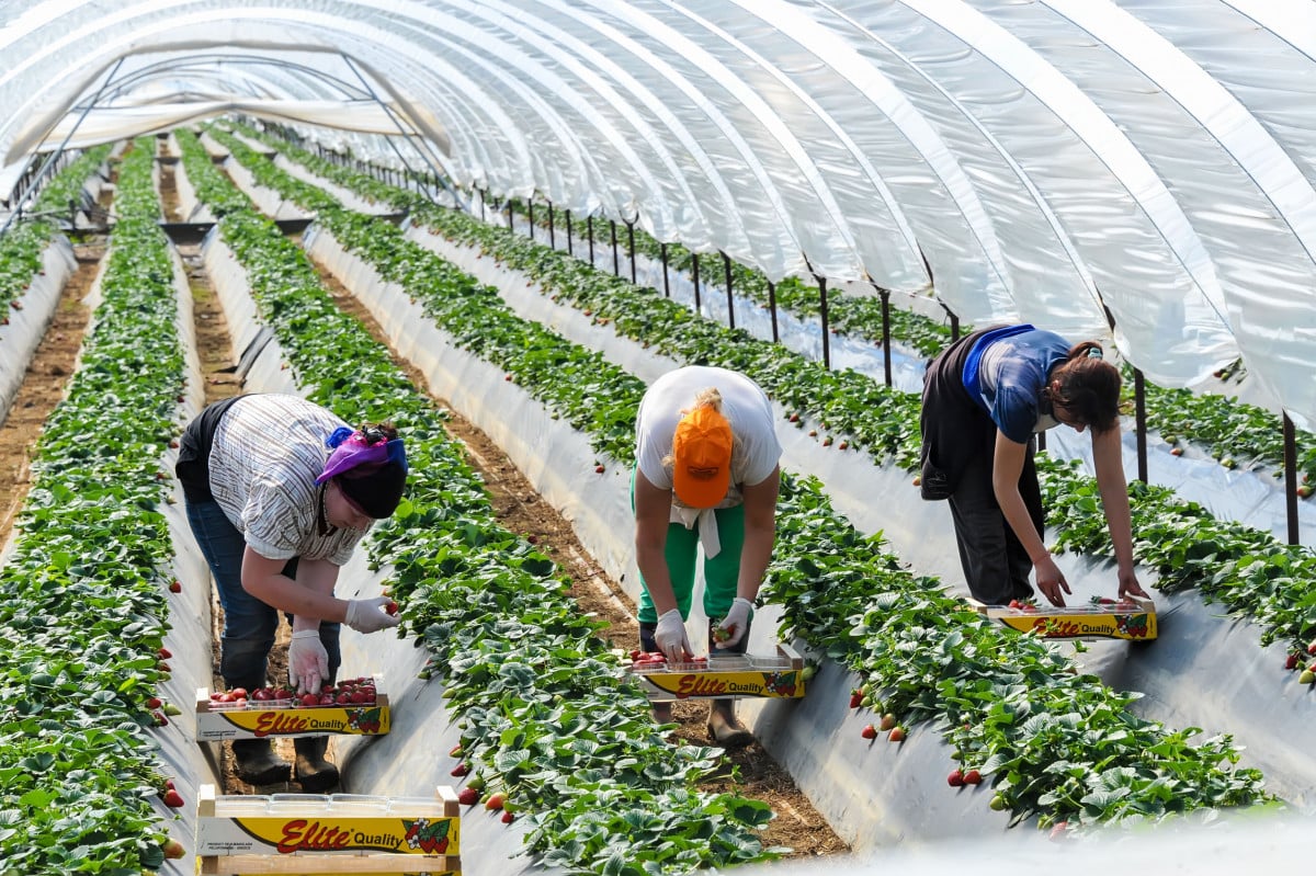 Caporalato: 6 anni di carcere per chi sfrutta i lavoratori