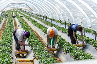 Caporalato: 6 anni di carcere per chi sfrutta i lavoratori