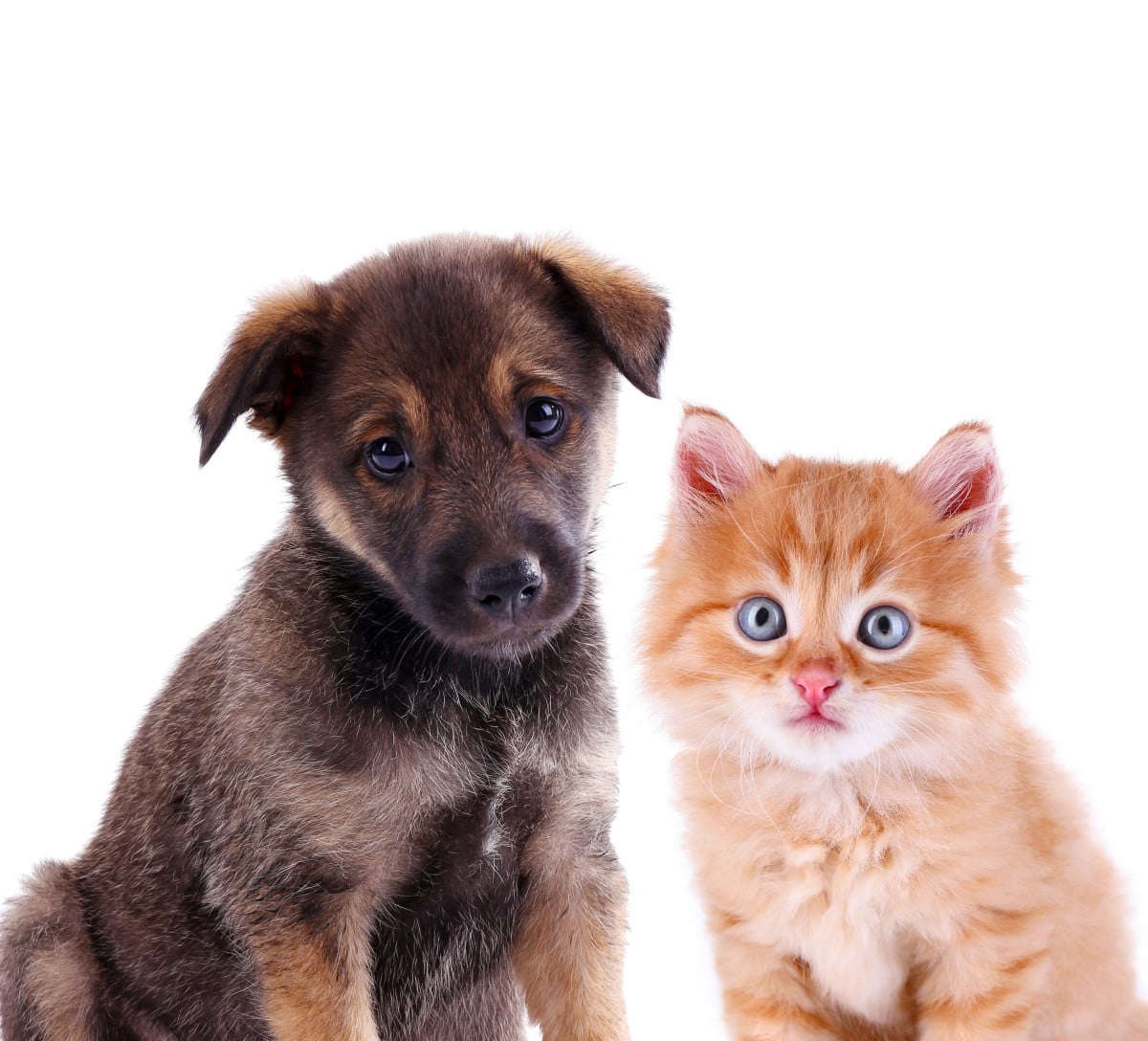 Separazione: cani e gatti affidati per legge
