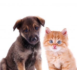 Separazione: cani e gatti affidati per legge