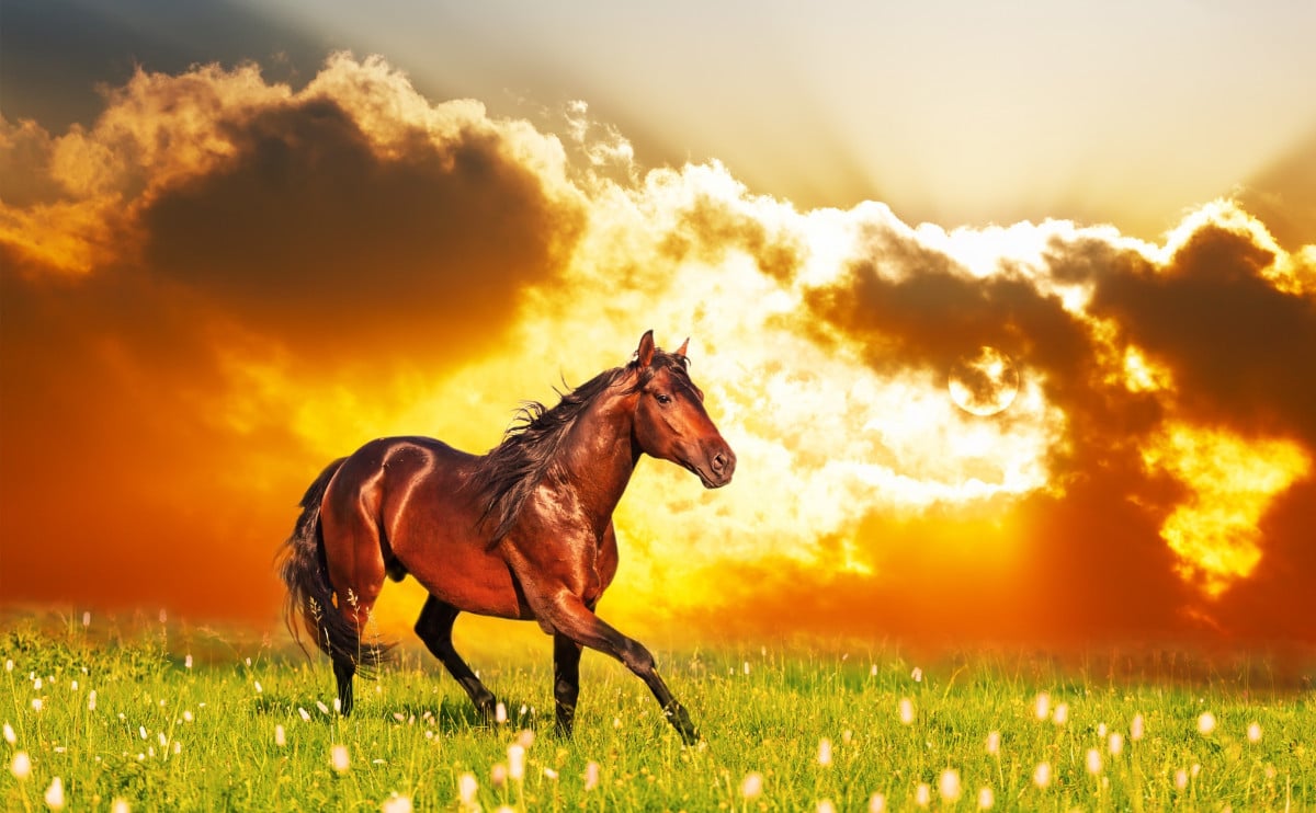 Carni equine e dispositivi medici