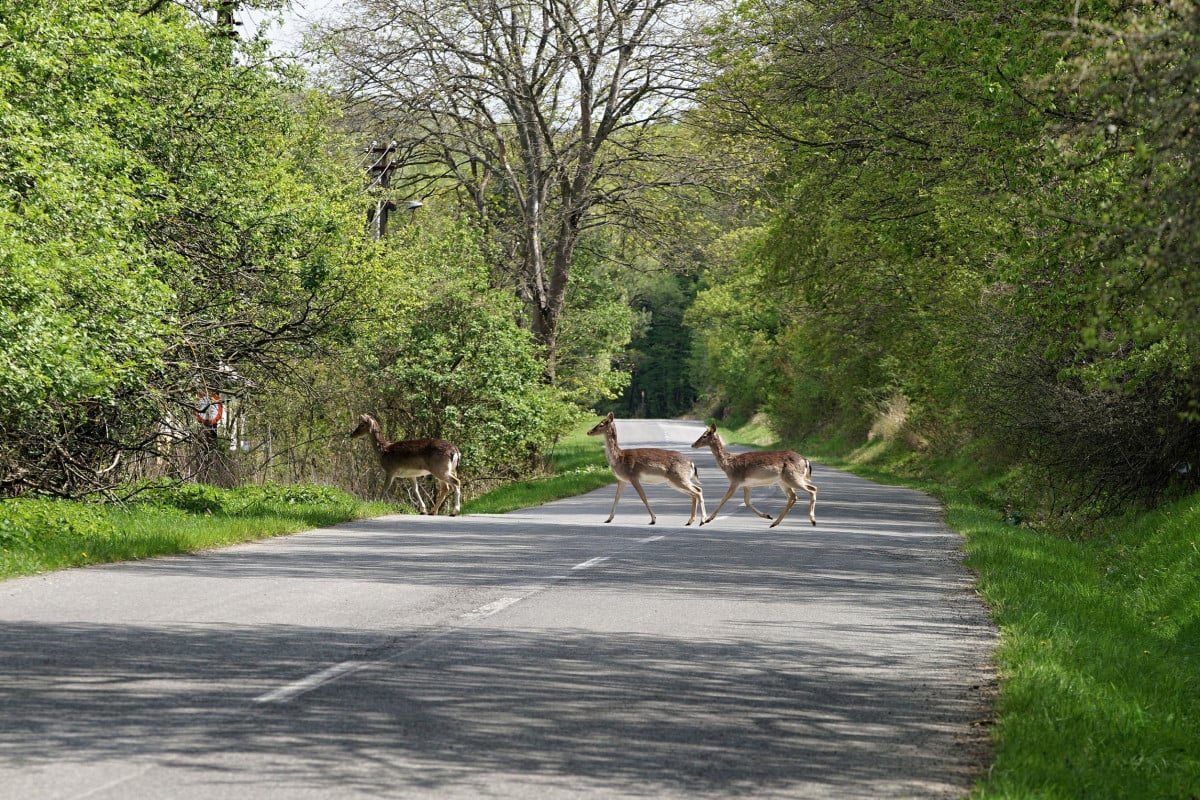 Animali vaganti in autostrada: chi risarcisce i danni dell'incidente?
