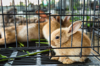 Stop animali in gabbia: l'iniziativa europea
