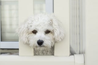 Animali e separazione: pericolosa miopia legislativa
