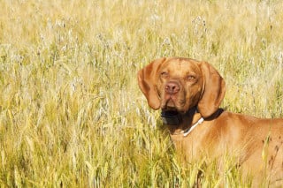 Cassazione: imporre il collare elettrico al cane è reato