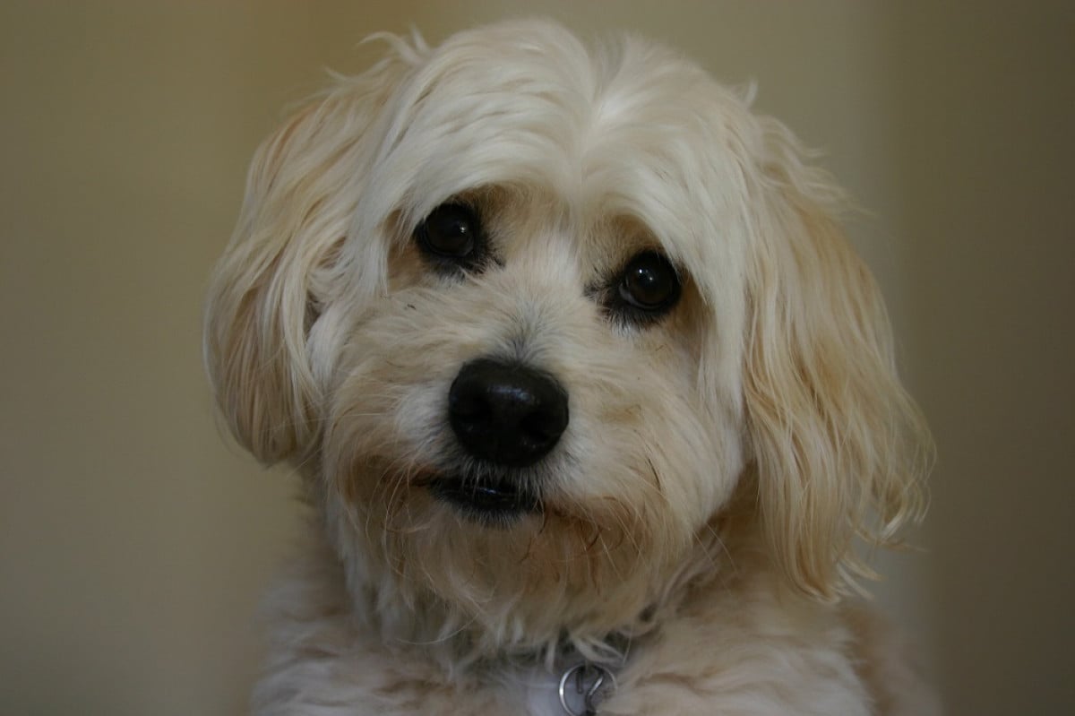 Assicurazione del cane. Cassazione, Se le clausole sono dubbie va preferita l'interpretazione più rispondente a buona fede