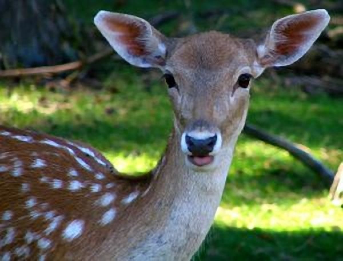 Gli ANIMALI hanno un'ANIMA - 'In PARADISO ad attenderci'