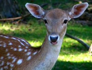 Gli ANIMALI hanno un'ANIMA - 'In PARADISO ad attenderci'