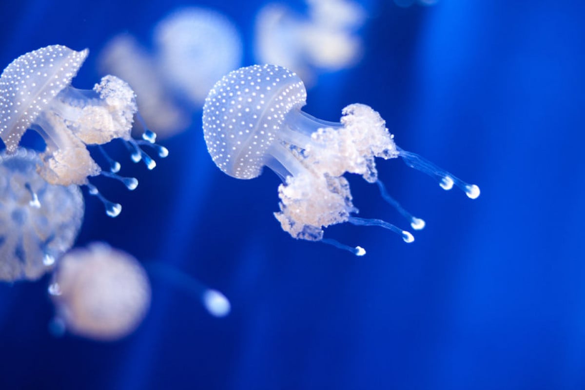 È reato maltrattare e uccidere le meduse