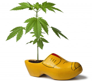 Consulta: coltivare marijuana resta reato