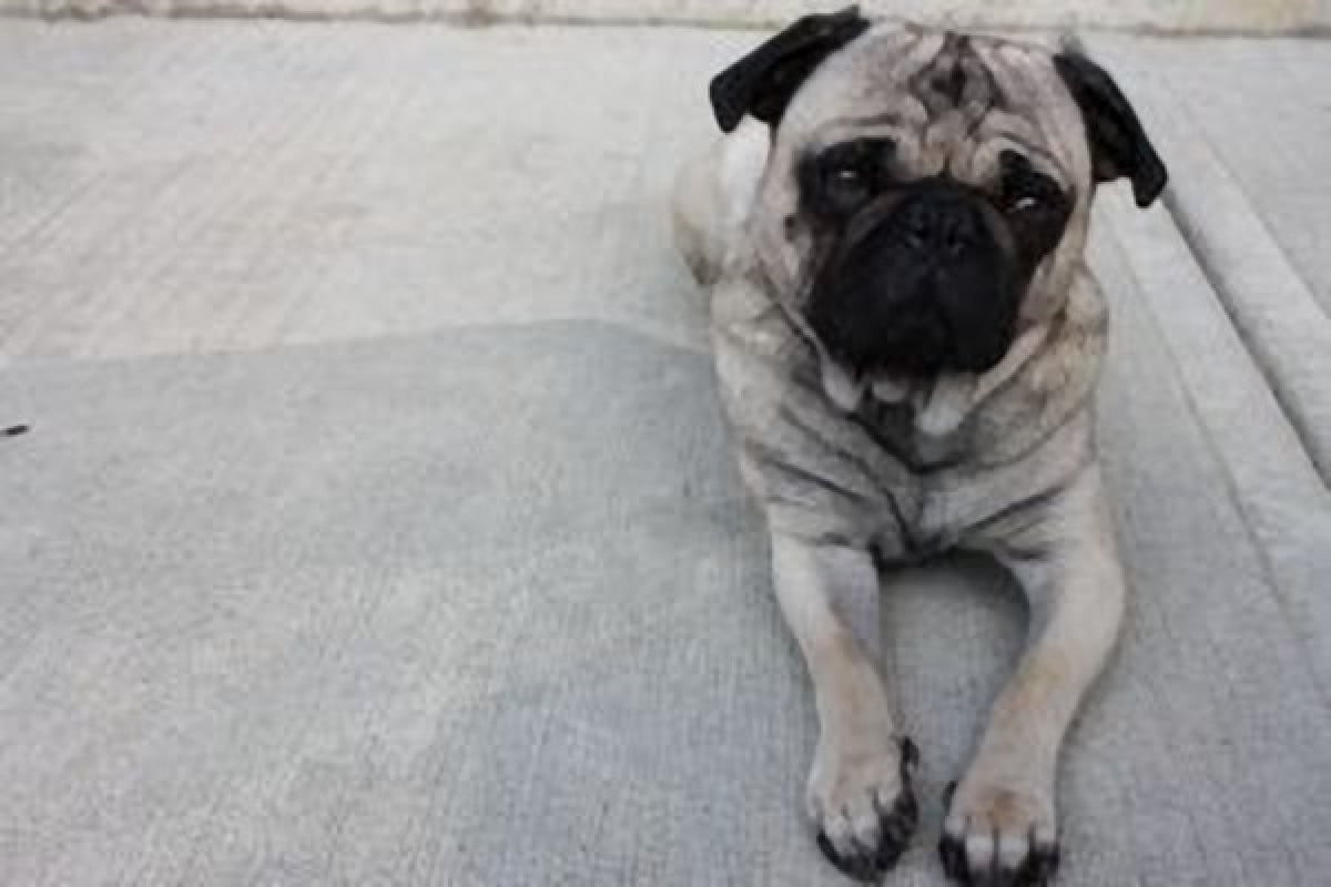 MEDIAevo - PET THERAPY - Buona sanità - Il CANE Athos in reparto all'Ospedale San Martino di Genova