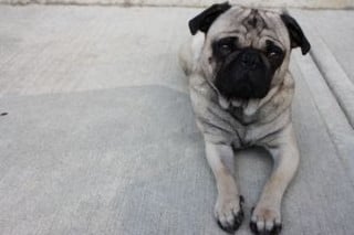MEDIAevo - PET THERAPY - Buona sanità - Il CANE Athos in reparto all'Ospedale San Martino di Genova