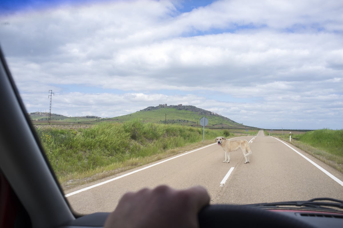 Incidente per cane in autostrada: l'onere della prova è dell'ente