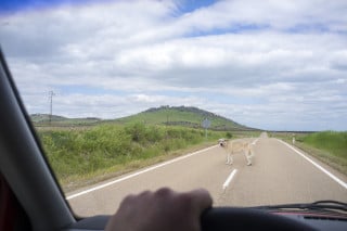 Incidente per cane in autostrada: l'onere della prova è dell'ente