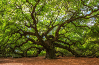Alberi condominiali, le regole e la gestione