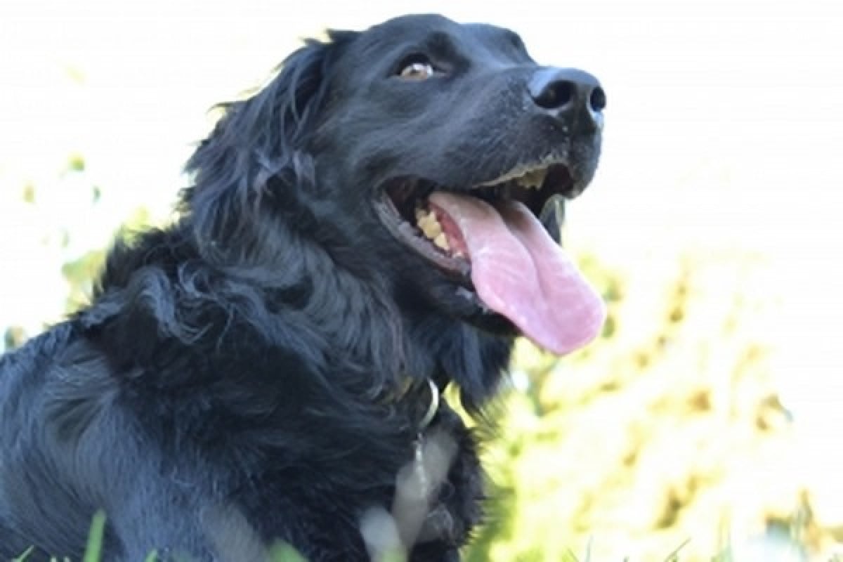 Attenti al cane! Se aggredisce bagnante, per il proprietario è lesione colposa
