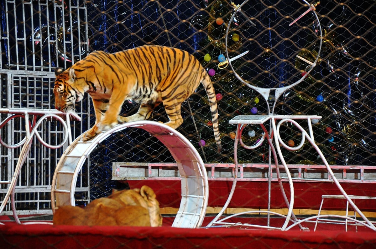 Circo senza animali, Bonisoli: "siamo pronti"