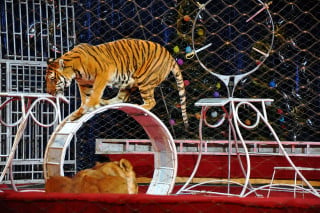 Addio animali nei circhi: entro un anno le norme