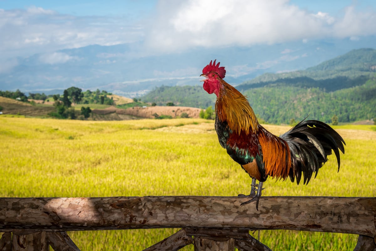 Gallo canta troppo: per il tribunale "deve tacere"