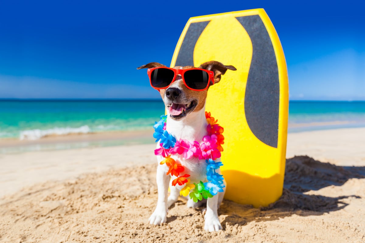Cani in spiaggia: occhio ai divieti