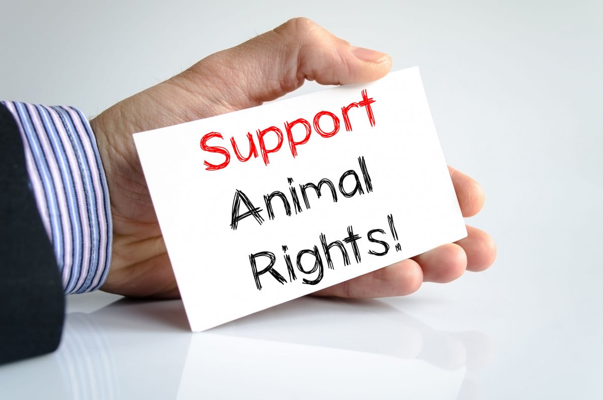 Arrivano gli Animal Layers: avvocati gratis per la tutela degli animali