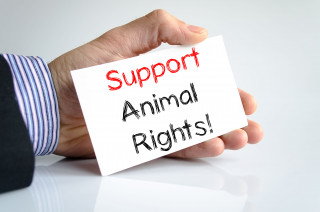 Arrivano gli Animal Layers: avvocati gratis per la tutela degli animali
