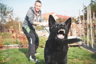 Cane morde passante: reato per chi lo porta a spasso