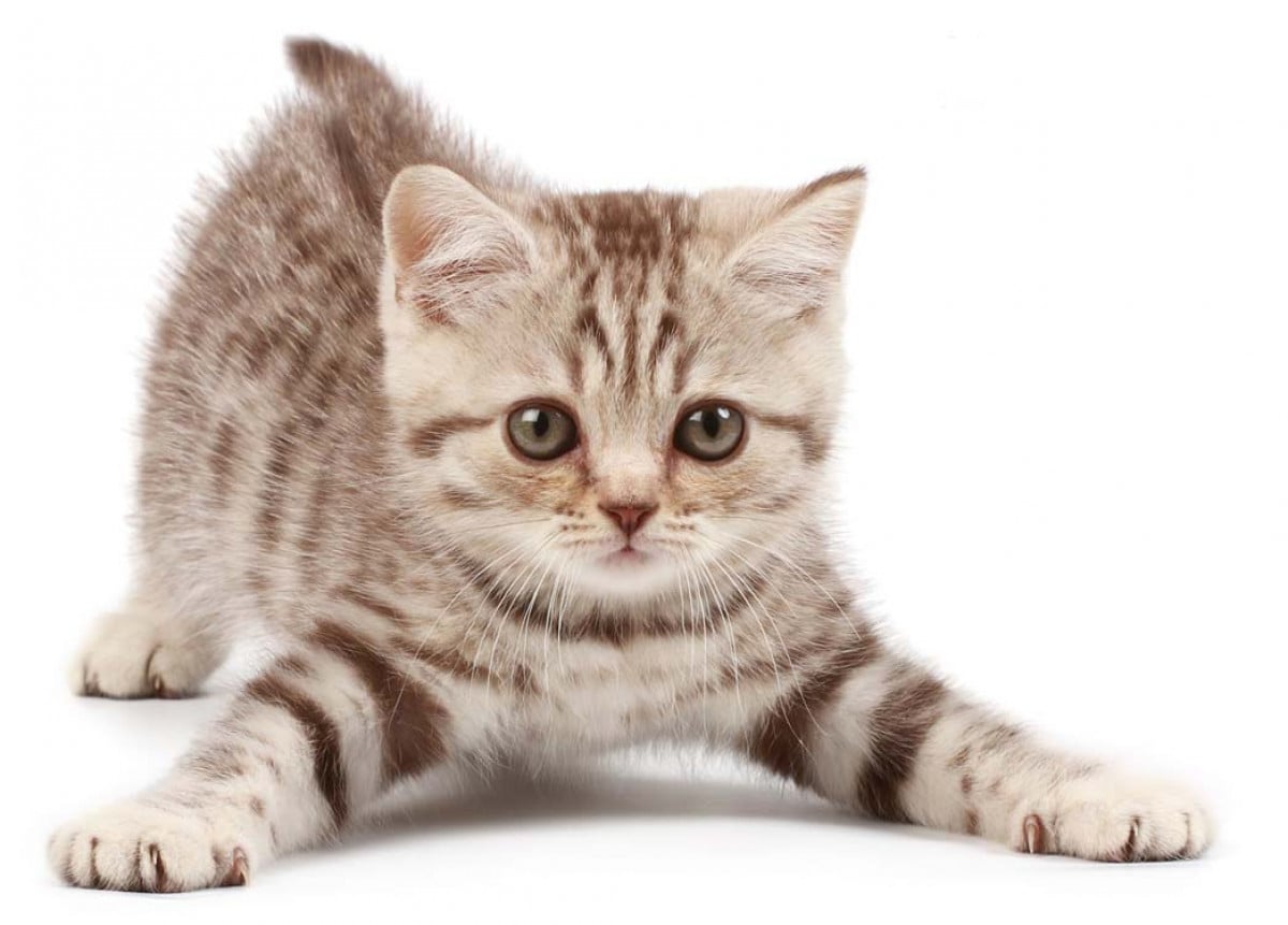 Sì ai "gattari" nel cortile condominiale ma solo se tengono pulito!