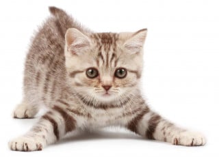 Sì ai "gattari" nel cortile condominiale ma solo se tengono pulito!