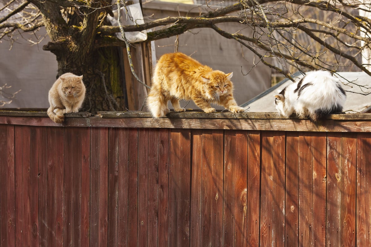 Gatti di quartiere: sì o no
