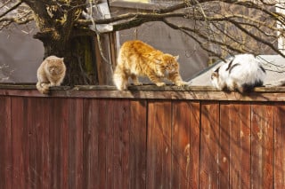 Cassazione: è reato spargere disinfettante per coprire l'odore dei gatti del vicino