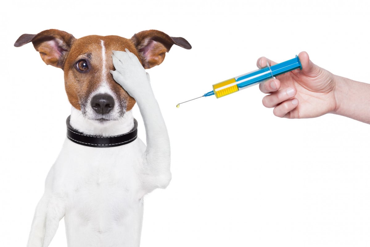 Arriva la tassa sui cani non sterilizzati