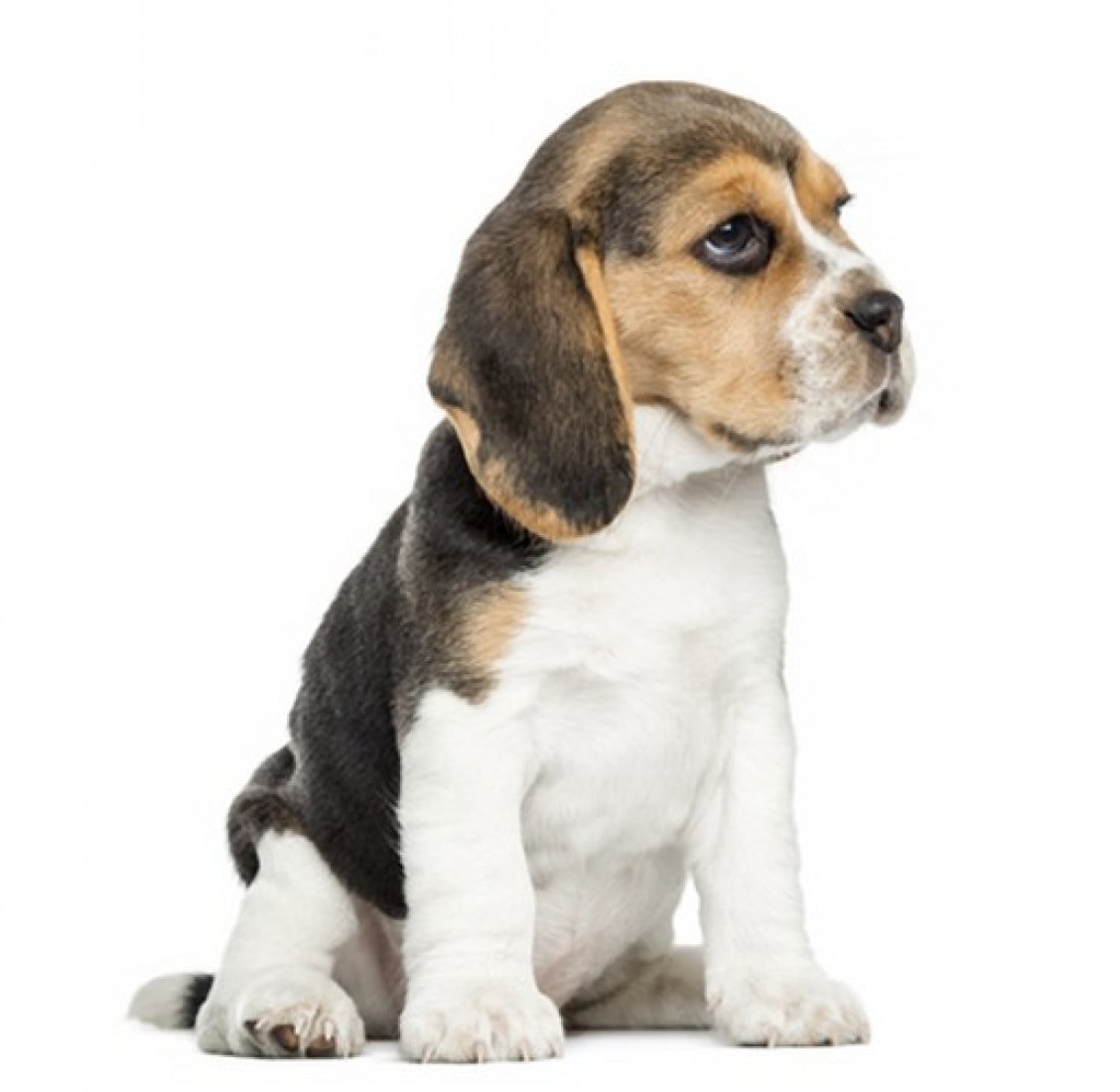 Errata diagnosi del veterinario: il danno va provato