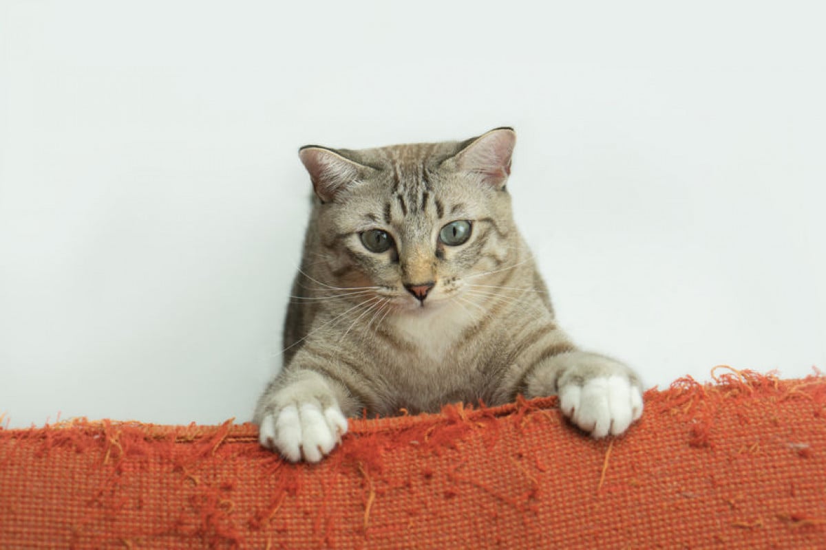 Spetta all'inquilino pagare i danni causati dal gatto