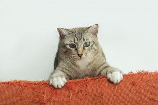 Spetta all'inquilino pagare i danni causati dal gatto