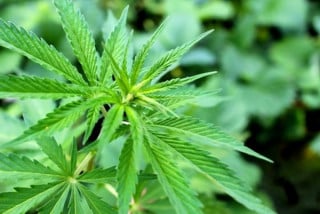 Marijuana: Cassazione, lecita la coltivazione di qualche piantina casalinga