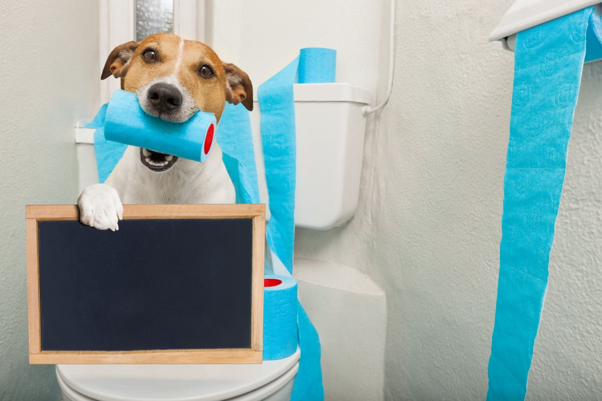 Animali: arriva la toilette portatile che fa evitare le multe ai padroni