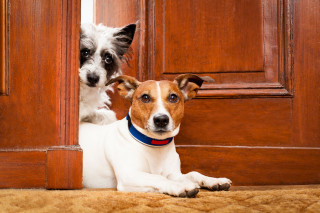 Cani che abbaiano in condominio: Il punto della giurisprudenza