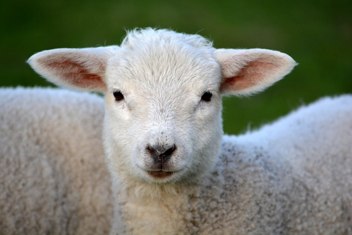 Curiosità: Berlusconi diventa vegetariano. Anche gli animali hanno i loro diritti.
