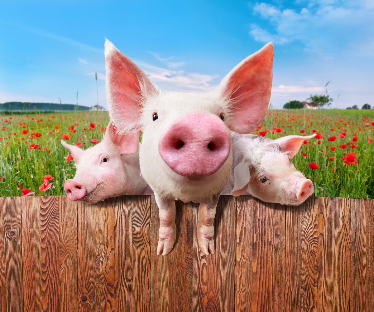 La detenzione domestica di animali non "convenzionali"