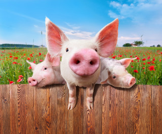 La detenzione domestica di animali non "convenzionali"